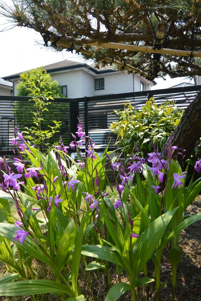 実家の庭の花。すぐに花を枯らしてしまうわたしと違い、母はいろいろな花を育てています。