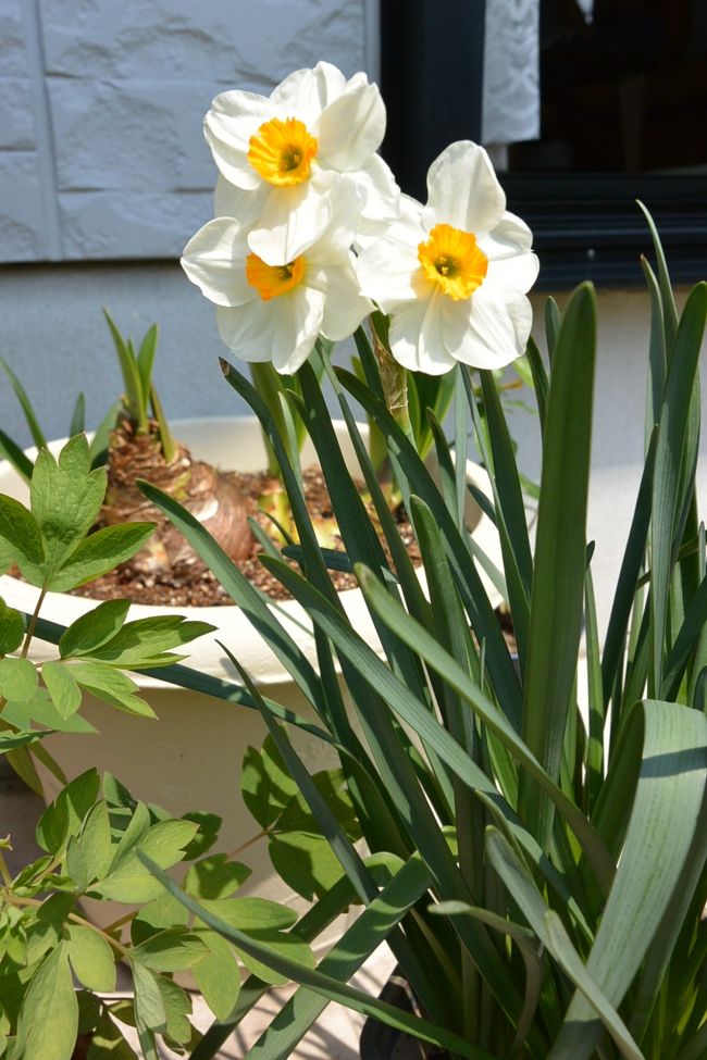 実家の庭の花。