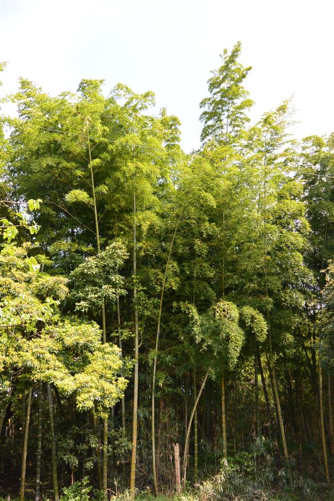 再び竹林に囲まれひっそり建つお蕎麦屋さん『こばやし』へ。