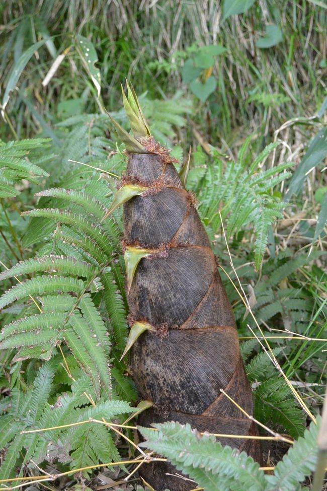 『蕎麦切り　こばやし』の前の竹林のたけのこ。数日前よりもずいぶん成長していました。