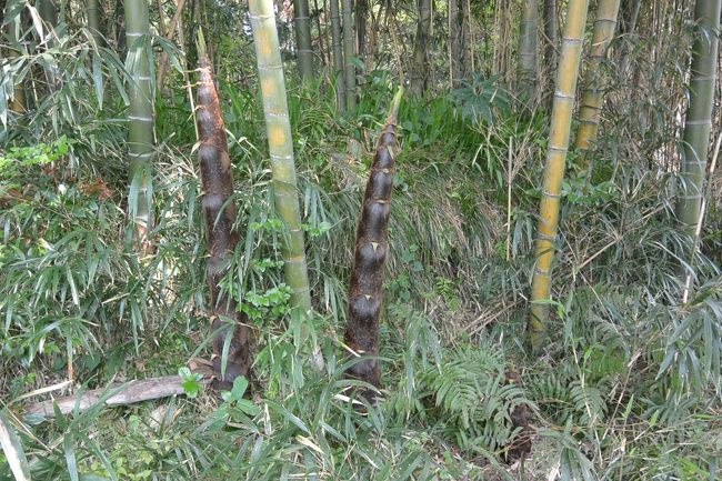 『蕎麦切り　こばやし』の前の竹林のたけのこ。数日前よりもずいぶん成長していました。