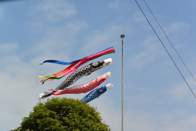 茶畑の中のこいのぼり。