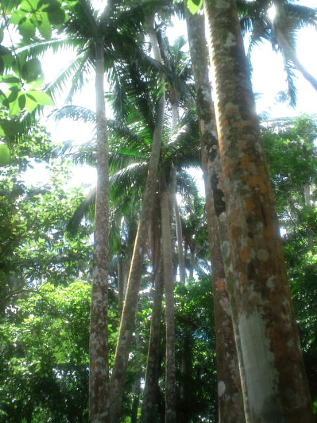 これは米原ヤシ林群落。