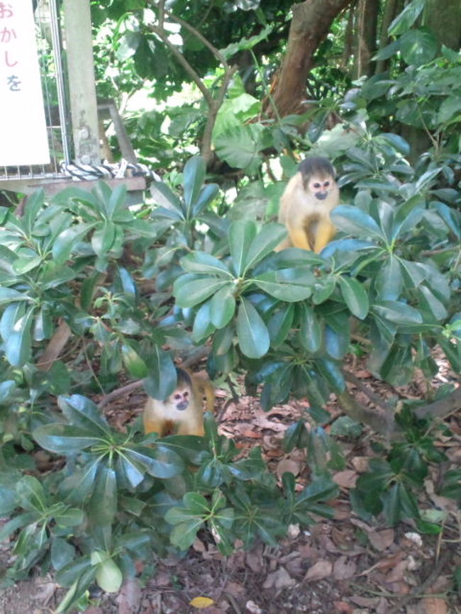 ここにはリスザルと触れ合える場所があります。最初木以外は何もみえなかったのですが、娘がガチャポンのエサを買っているとどこからともなくサル達がわらわらとあらわれてきました。