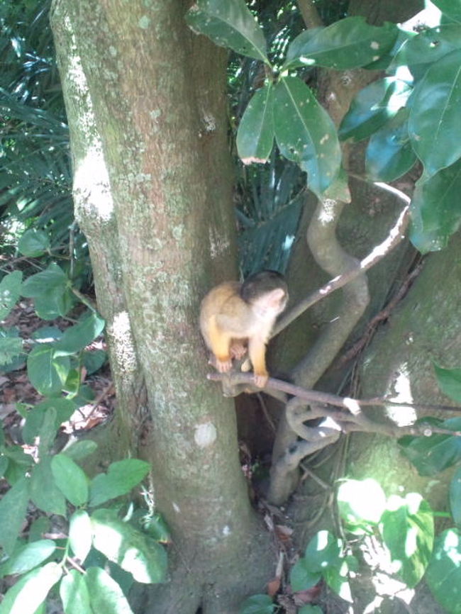 娘はいっぺんに夢中になってしまい、このヤイマ村の古き良きおうち達には興味がなくここに時間いっぱいいると言い出しました。<br />私はやっぱ家の方が見たい。
