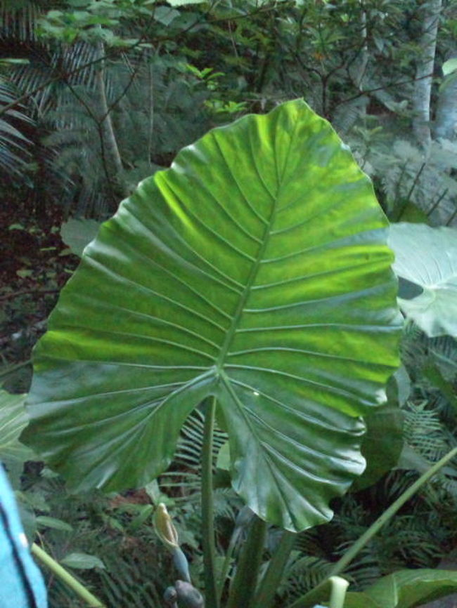 これはととろの傘になったのではと思われる葉っぱだそうです<br />たしかにかさになりそうよ。