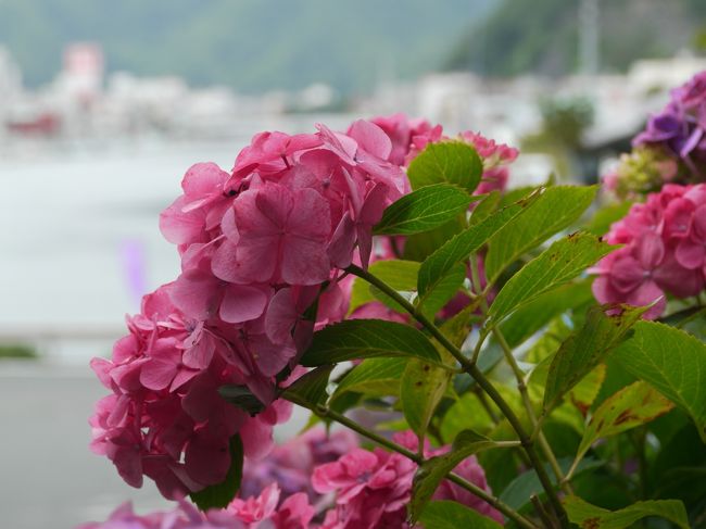 写真だと伝わりにくいですが、紫陽花の背景には<br />海と、停泊してる船が見えるんです。<br /><br />のんびり、まったりとした雰囲気がすごくいい！