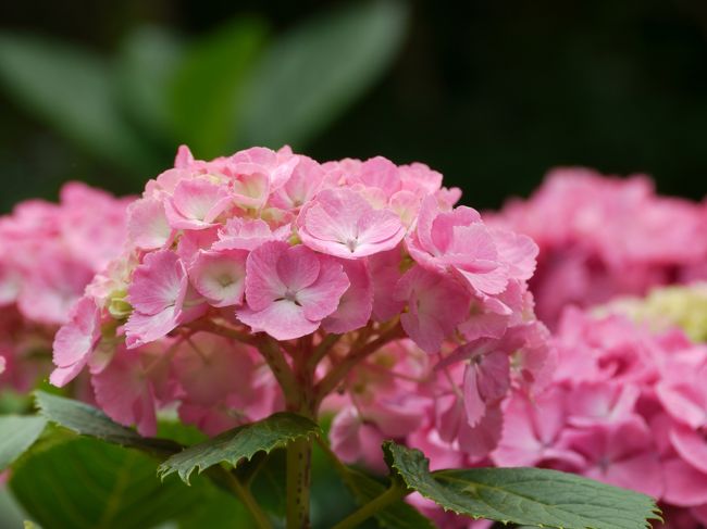 たくさんの紫陽花に目を奪われます。