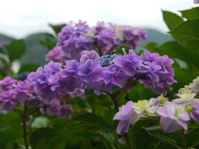 こちらの場所、山といってもそんなに高い山というわけではないのですが<br />15万株、30000輪の紫陽花があるそうです。<br /><br />そして、その紫陽花が山全体を覆っているわけです。<br />種類も豊富♪⌒ヽ(*ﾟOﾟ)ﾉ ｲﾛｲﾛｽｺﾞｲｯ!!!