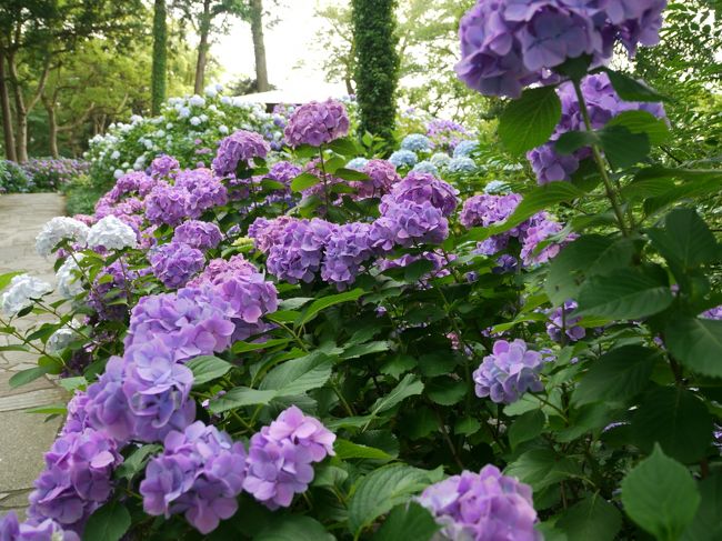 果てしなく、紫陽花あじさい…
