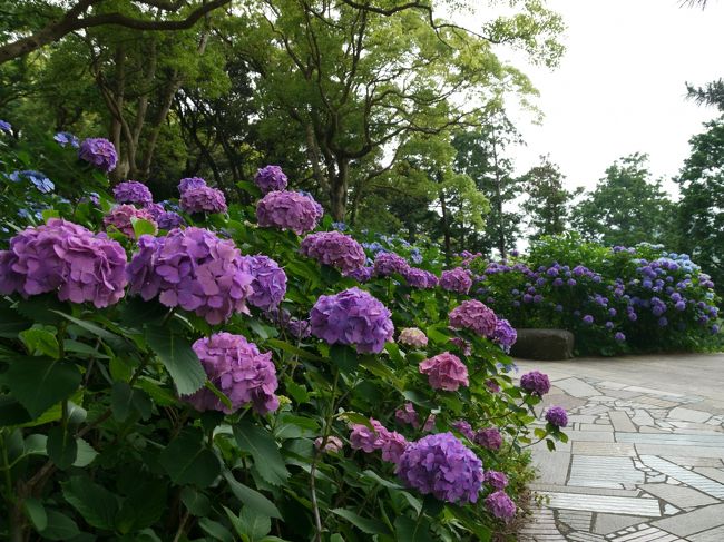 アジサイ!!!!