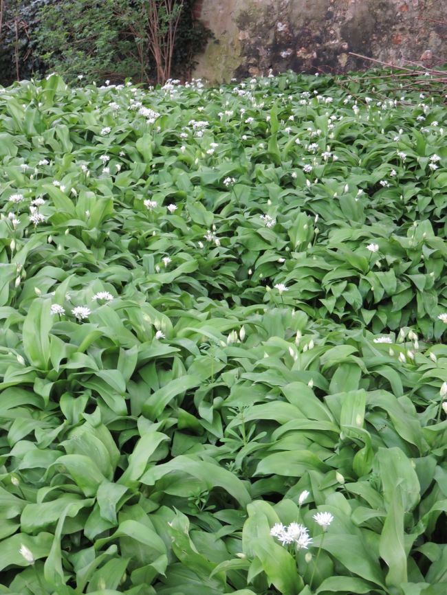 人知れず咲いて散る・・が理想。<br /><br />