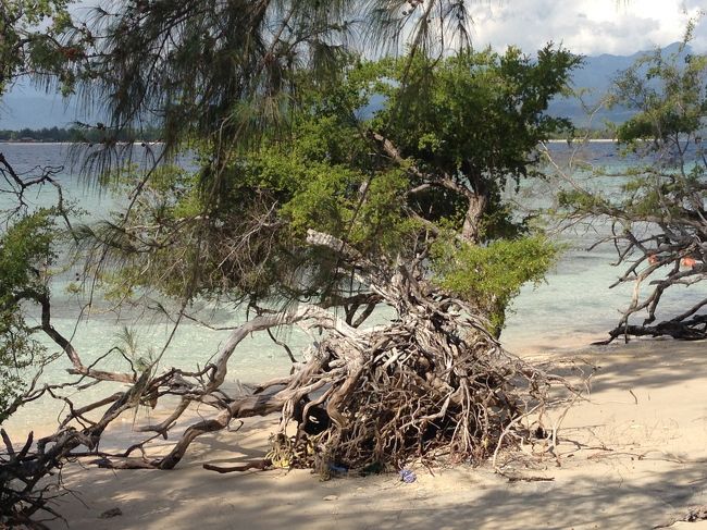 マングローブではないが。いい感じ。