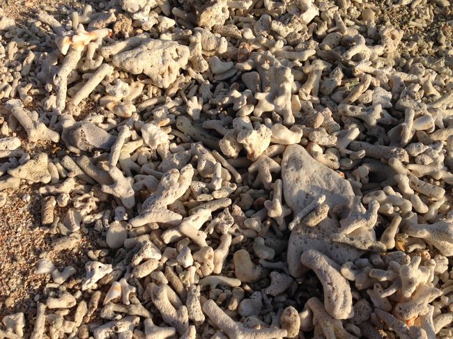サンゴの死骸？<br />