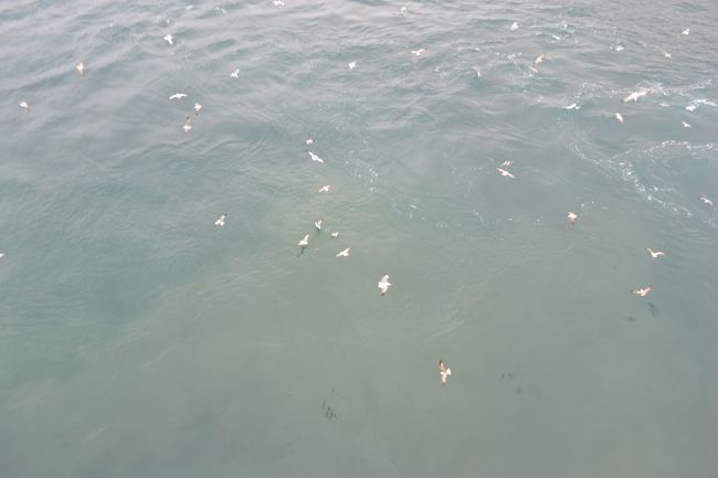 ここでも沢山のカモメがお出迎えです。