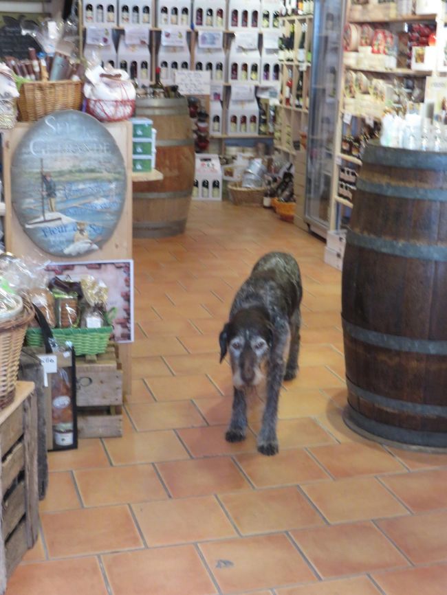 看板犬が来てくれます(^^)