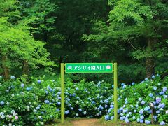 9：40　舞鶴自然文化園/アジサイ園

ひと目10万本を謳うアジサイ園では40種5万株の紫陽花が見頃。


入園料　大人/300円
駐車場200台/無料