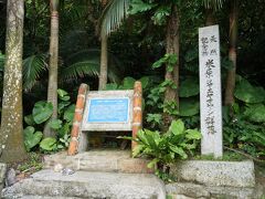 ヤエヤマヤシ群落を見に行きます。