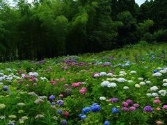 6月20日　15：00　若狭瓜割（わかさうりわり）名水公園

紫陽花園に咲く1万株の紫陽花はピーク前の七〜八分咲き。


入園料/無料
駐車場30台程/無料