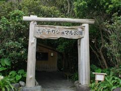 志戸子ガジュマル公園に寄り道。