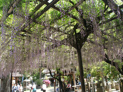 ●藤＠福島聖天了徳院

境内の藤は…。
良い感じに咲いています。

