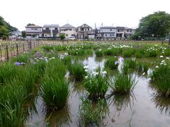 本日のメインの北山公園。
菖蒲の花が咲いています。