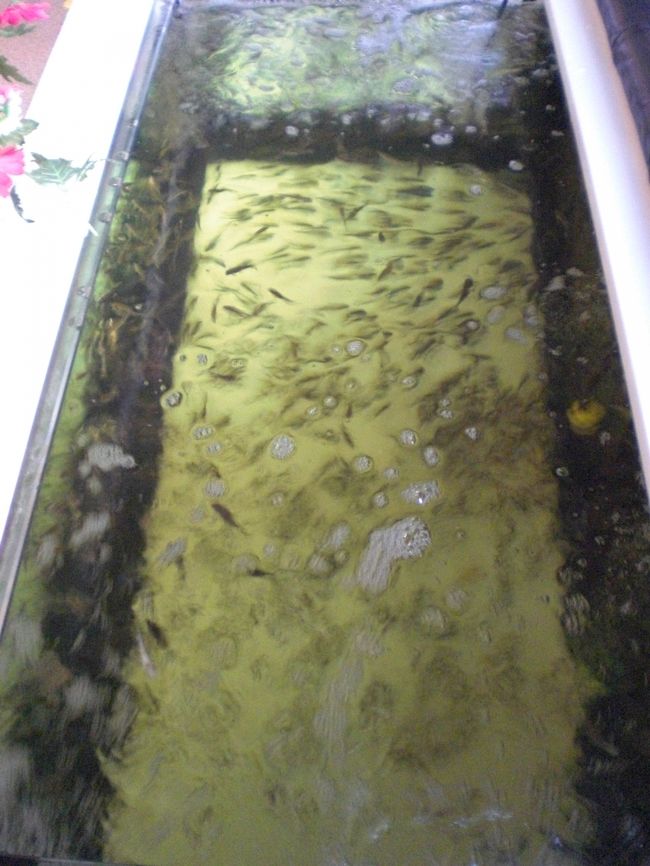 水槽に、多数の魚が入っています。<br />ここに足を入れると、魚が脚の汚れを食べてくれるのです。<br />脚の汚れが取れ、老廃物が無くなり、新たなる組織が生まれる素地ができるのです。<br />つまり、新陳代謝が良くなり、活性化が図られるのです。