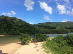 吹通川です。
マングローブの群生地。