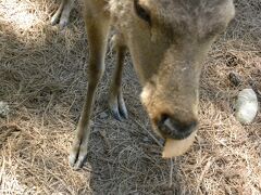 お次は春日大社へ向かいます

…が！
まずは奈良公園で鹿と戯れます(笑)
鹿せんべいは帯の紙まで食べられるように出来ているそうで無理に綺麗にはがす必要はないそうです

オススメとしましては、駅に近い鹿は色々な方に既に御馳走されていることが多いので反応は薄めな鹿が多いです奥に行けばいくほど鹿が喜ぶので少し奥まったところで買うのが良いみたいです(一日で4回も鹿せんべい買ってしまった感想です(笑))