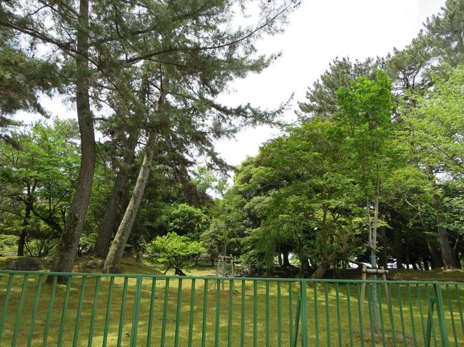 活き活きとした新緑を愛でながら・・・