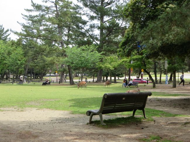 最近は、平日だと、ほとんど外国語しか聞こえてきません。<br /><br />たしかに、暑い時期の奈良観光は、かなりきついです。<br />でも、人が少なくて、いいんですよ♪