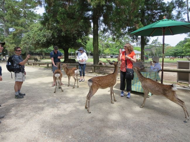 外国からの方々は、お約束の鹿せんべい(^O^)