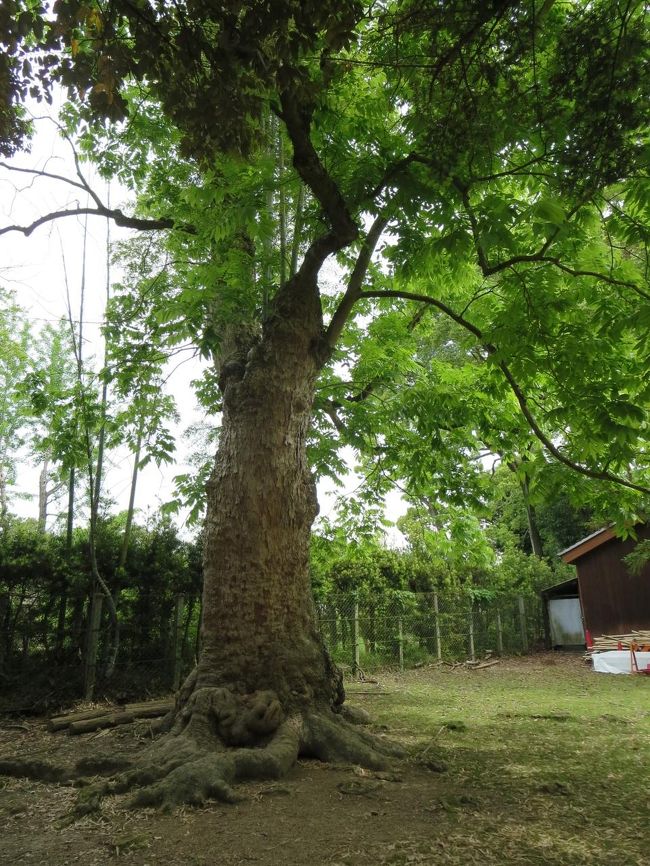 表参道を、なおも歩いていると、左手に、どっしりとした木が見えてきます。<br /><br />ムクロジの木です♪