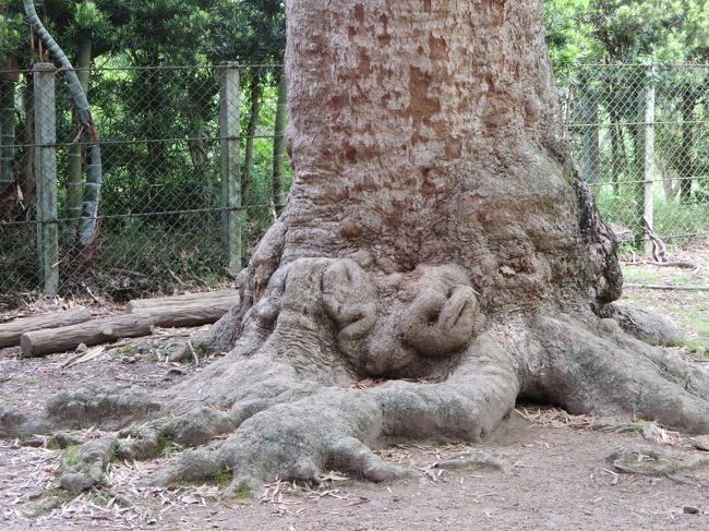 根元の方が、こぶになってて、なんだか人間の顔に見えたりして（笑）。