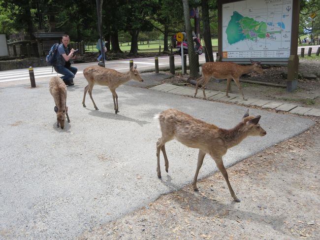人が少ないので、鹿の方が悠々と(^O^)