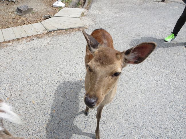 食べ物、持ってないの？！<`ヘ´>