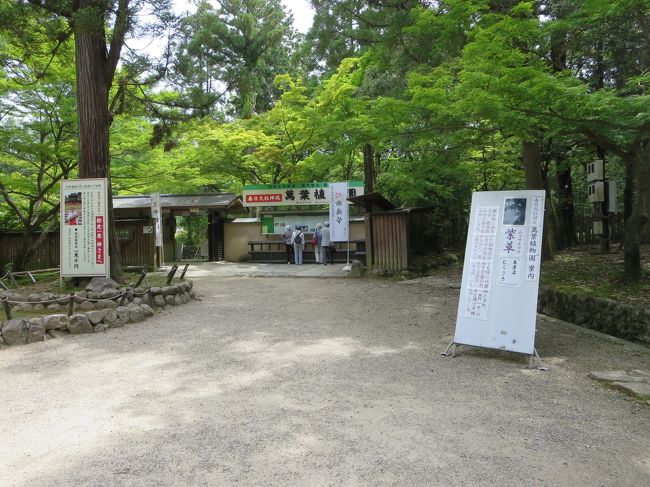 萬葉植物園は、今は「紫草」が見頃なんですね。