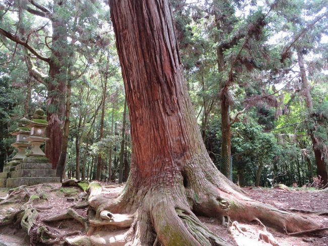 立派な幹だな〜♪<br /><br />パワーを感じます！