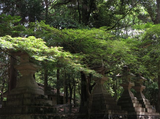 新緑に、日差しが当たると、キラキラと緑が輝きます！！！
