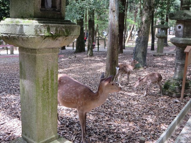 普段、入れない御蓋山浮雲峰遥拝所で、お参りすることができました♪<br />ここは、禁足地です。