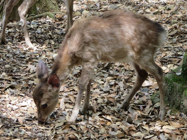 この旅行記をアップしたのが、７月１日・・・<br /><br />あ〜、昨日までで、終わってしまってました(^_^;)<br />タイミング悪くて、すみません・・・。<br /><br />２０年後、興味のある方は、ぜひ行かれてくださいね(^_-)-☆