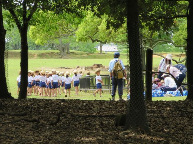 では、表参道を、帰っていきます。<br /><br />あ、また別の遠足の子たちがいます♪