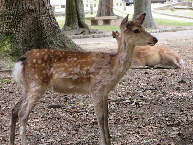 説明無しでも、パンフレットをいただけるので、地図はありますが、詳しい話を聞けなかったら、磐座などは見逃してしまうかも！