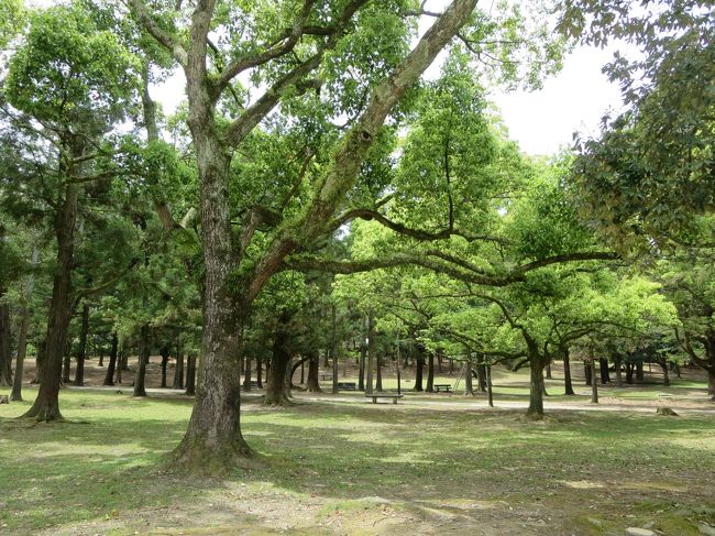 春日大社は、藤で有名ですので、来年も藤のご朱印あるかも！<br /><br />ご希望の方は、問い合わせてみて下さいね！