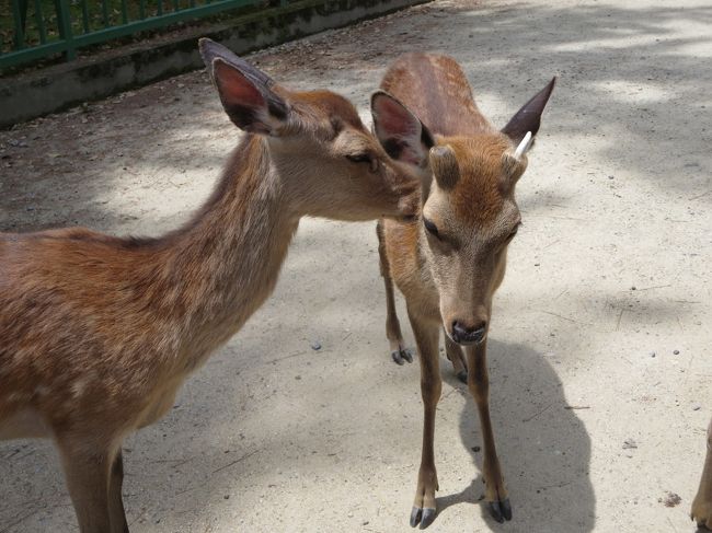 ほほえましい、仲良しの鹿さん達を見ながら、駅へと向かいました♪