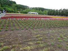 富良野での最初の目的地「ファーム富田」です。たくさんの観光バスと大勢の観光客で溢れていました。
ここはなんと入場料無料でした。