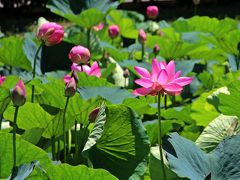 ふわっと花開くこの蓮は3日目の蓮。

太陽のエネルギーを花びら全体で受け止めるかのような感じだ。
