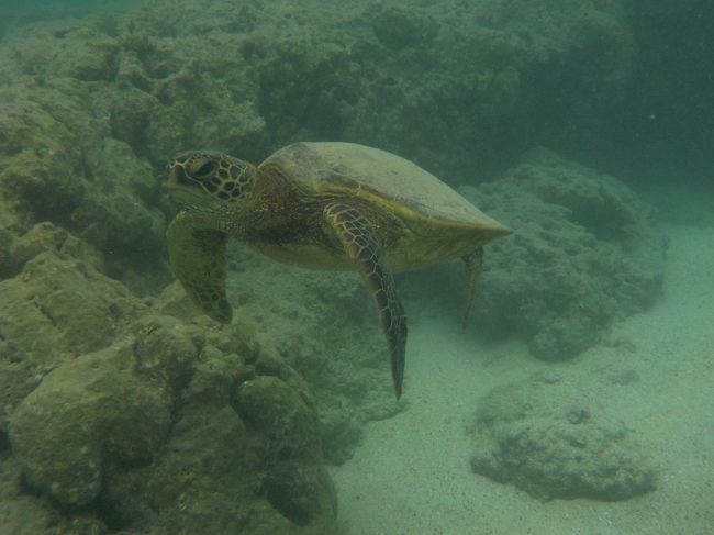 おっ、いきなり出会えてしまった亀ちゃん♪