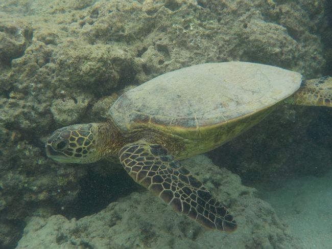 甲羅を磨いてあげたい気分だけど・・・