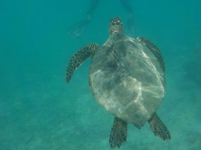 これは違う亀ちゃん